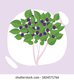 vector image of plum tree, tree icon isolated on background