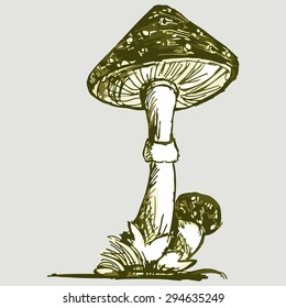 Vector image of a poisonous mushroom. Amanita