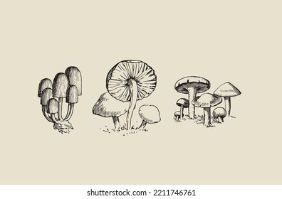 Vector image - poisonous toadstool mushrooms