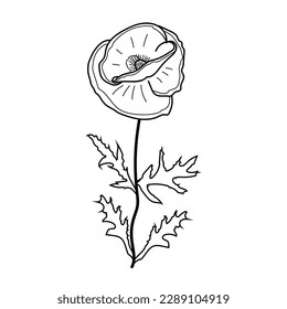 Imagen vectorial de una flor de amapola al estilo de doodle. Ilustración de una planta floreciente con hojas.