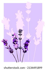 Vector image, postcard with lavender blossoms on a soft lilac background 