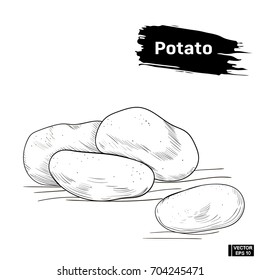 Vector image. Potato outline black and white in hand drawing style. Outline sketch of a vegetable