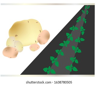 Vector image of potato sprouts on the field and tubers for packaging design, leaflets, websites