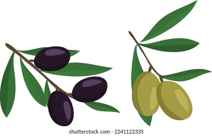 Imagen vectorial de aceitunas verdes y negras preparadas y limpiadas