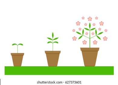 Vector image of the process of plant growth from a sprout to a flowering bush or tree. Isolated image on white background. Business development process.