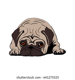 Vector image of Pug Dog.