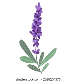 Vector image of purple lavender. A sketch. Hand-drawn. Design of posters, postcards, invitations, design of weddings, holidays, decor, prints, textiles, wallpapers, tattoos, fabrics.
