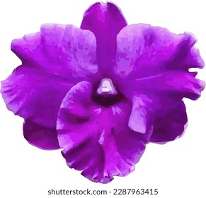 imagen vectorial de una flor de orquídea púrpura sobre un fondo blanco
