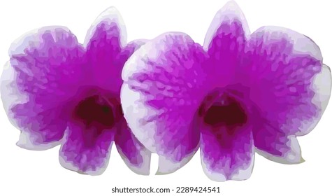 Vektorbild einer violetten orchiden Blume auf weißem Hintergrund