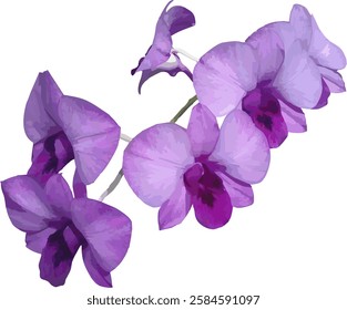 vector image of a purple orchid flower on a white background

