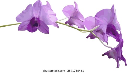 vector image of a purple - violet orchid flower on a white background
