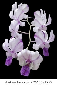 vector image of a purple violet white orchid flower with a black background
