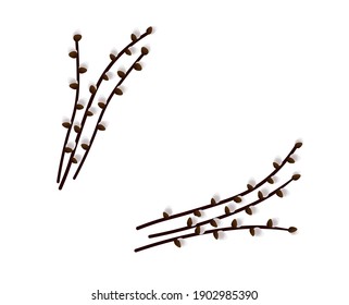 vector image of pussy willow branches bouquets bunches isolated color on white background
