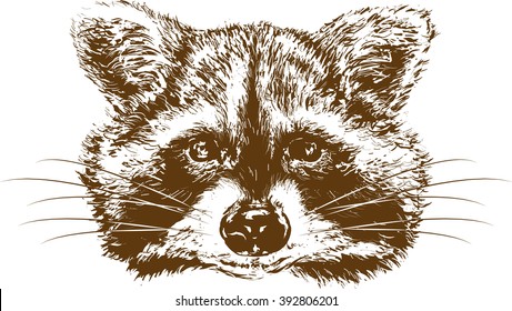 Vector image of a raccoon's head on a white background.