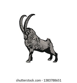Vector Image of a ram, mountain goat, suitable for logo or collage.