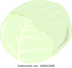 Vector image of raw cabbage head. Isolated ripe kale for sticker, print, grocery or food store decoration. Trendy vector concept of healthy food, harvest, gardening, natural farming. 