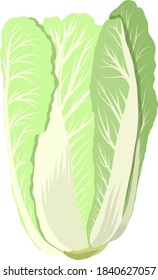 Vector image of raw Chinese cabbage head. Isolated ripe kale for sticker, print, grocery or food store decoration. Trendy vector concept of healthy food, harvest, gardening, natural farming. 