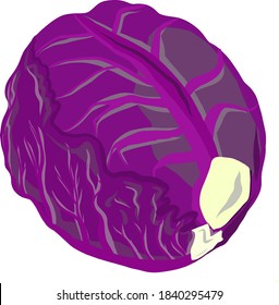 Vector image of raw red cabbage head. Isolated red cabbage for sticker, print, grocery or food store decoration. Trendy vector concept of healthy food, harvest, gardening, natural farming.