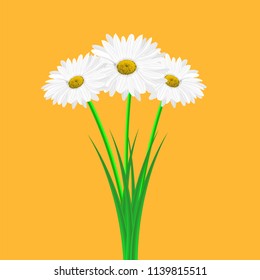 Vector image of a realistic bouquet of chamomile flowers