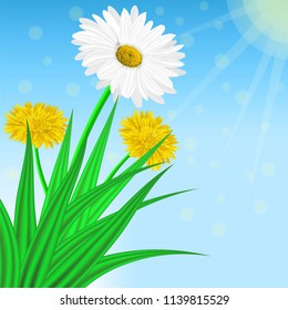 Vector image of realistic flowers of chamomile and dandelion in grass. Greeting card with a summer day