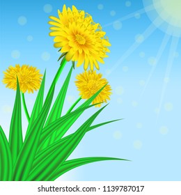 Vector image of realistic flowers of dandelion in grass. Greeting card with a summer day