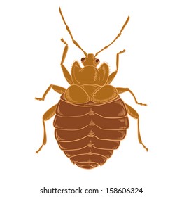 Vector Image Of Red Bedbug On The Wihte Background