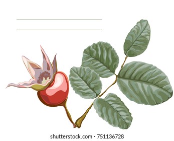 vector image - red, bright dog-rose, fruit berry with leaves, painted by hand isolated in white background