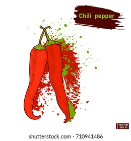Vector image. Red chili pepper in hand drawing style. Colors sketch of a vegetable