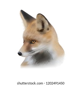 vector image of red fox head, illustrution of ginger fox  