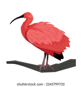 Vector image of the Red Ibis bird.