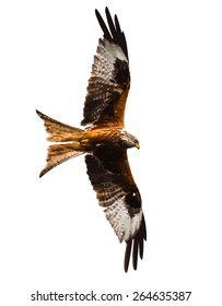 Vector Image Of A Red Kite Bird