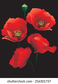 The vector image of a Red Poppies.