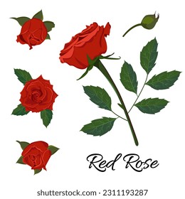 Vector image of a red rose with buds, stem and leaves. Isolated illustration of a garden flower.