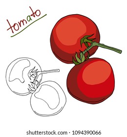 vector image of a red tomato on a branch