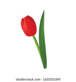 
Vector image of a red tulip on a white background. Spring Flower.
