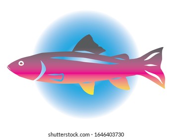 vector image of a redband trout fish