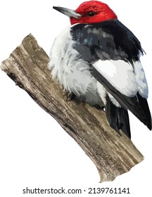 Vector Image of a Red-headed Woodpecker Bird Isolated with Transparent Background 