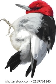 Vector Image of a Red-headed Woodpecker Bird Isolated with Transparent Background 
