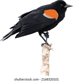 Vector Image Red  winged Blackbird Perched Cattail 