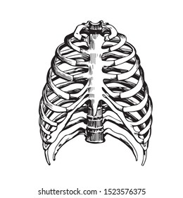 
Vector image of ribs.Anantomy of man.