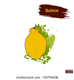 Vector image. Ripe apple quince colored sketch. Fruit isolated on white background. Vegetarian food.