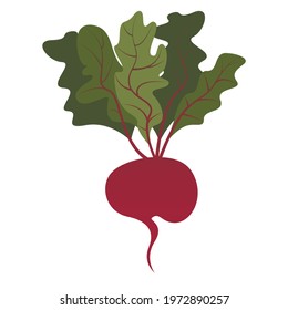 Vector image of ripe beets with green tops on a white background.