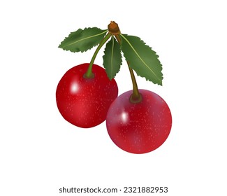 Vector image of ripe cherries with green leaves