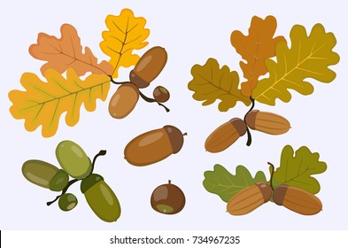 Vector image of ripe and green acorns icons and oak leaves of yellow, green and brown flowers isolated on white background.