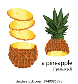 Vector image of a ripe pineapple in a section, the top with leaves and slices. The inscription of the name with a transcription for pronunciation. Educational material for children.