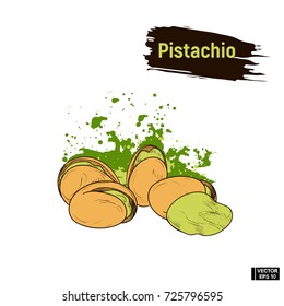 Vector image. Ripe pistachio sketch. Colored image of pistachios, imitation of ink