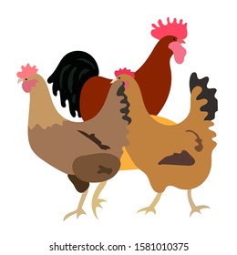 vector image with rooster and two hens in the hay
