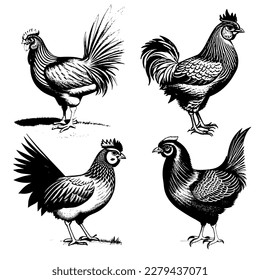 Vector image of a rooster. Vintage chicken illustration. Vector illustration of 4 roosters. Monochrome, highlighted on a white background. Chicken, farm animal.