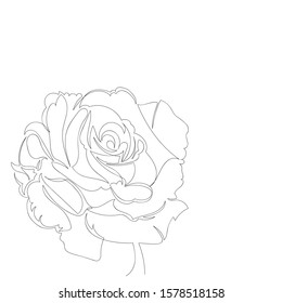 Vector Image Rose Flower Contour Drawing Stock Vector (Royalty Free ...