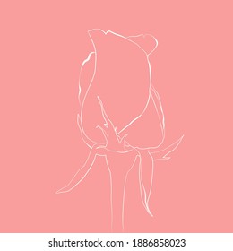 Vector image of a rose. Outline drawing made in Adobe Illustrator.